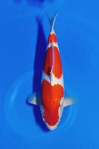 CAR-202509-05-KOHAKU-40CM-MALE-DAINICHIFARM
