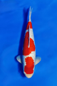 CAR-202509-06-G-KOHAKU-44CM-MALE-OGATAFARM