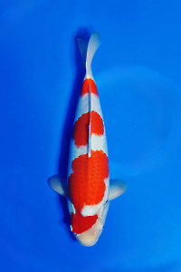 CAR-202509-07-KOHAKU-44CM-MALE-DAINICHIFARM
