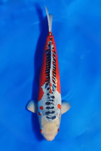 CAR-202510-11-SHUSUI--67CM-MALE-OGATA