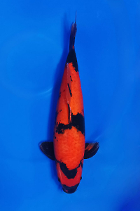 CAR-202510-12-HIUTSURI--52CM-FEMALE-OGATA