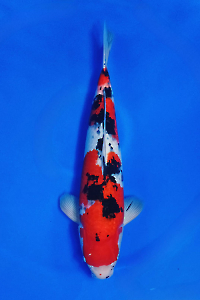CAR-202510-15-SANKE-55CM-MALE-OGATAFARM