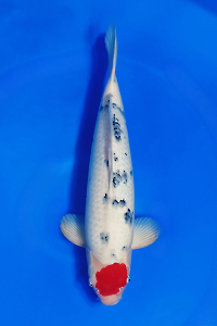 CAR-202510-16-TANCOSANKE-60CM-MALE-OGATAFARM