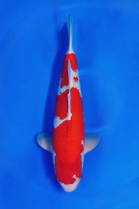 CAR-202510-17-KOHAKU-55CM-MALE-OGATAFARM