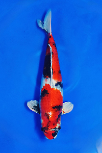 CAR-202510-18-KINSHOWA-57CM-FEMALE-OGATAFARM