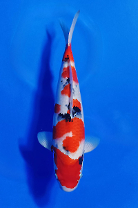CAR-202510-19-SANKE-40CM-MALE-OGATAFARM