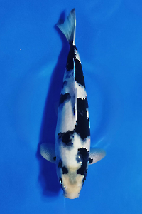 CAR-202510-20-SHIRO-40CM-MALE-OGATAFARM