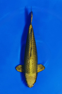 CAR-202510-21-MUKASI-54CM-MALE-OGATAFARM