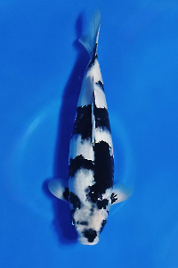 CAR-202510-22-SHIRO-42CM-FEMALE-OGATAFARM
