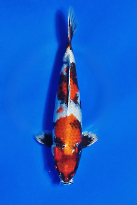 CAR-202510-23-KINSHOWA-37CM-FEMALE-OGATAFARM