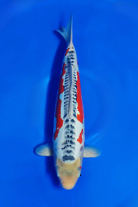 CAR-202510-24-SHUSUI-50CM-MALE-OGATAFARM