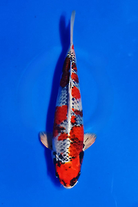 CAR-202510-25-KINSHOWA-41CM-MALE-OKAWAFARM