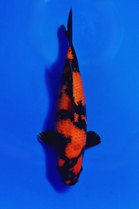 CAR-202510-26-HIUTSURI-41CM-FEMALE-SINODAFARM