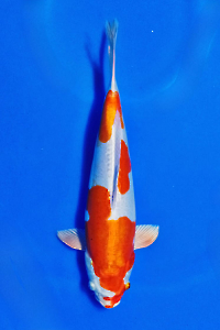 CAR-202510-27-KIKUSUI-35CM-FEMALE-OGATAFARM