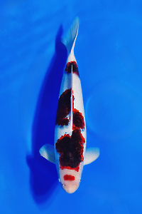 CAR-202510-28-KOROMO-60CM-MALE-OGATAFARM