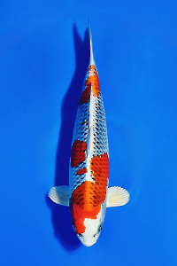 CAR-202510-30-KUJAKU-50CM-FEMALE-OGATAFARM