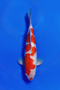 CAR-202510-31-G-KOHAKU-40CM-MALE-OGATAFARM