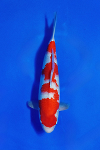 CAR-202510-32-KOHAKU-44CM-FEMALE-OGATAFARM