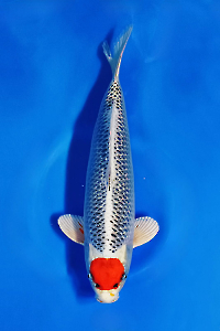 CAR-202510-33-TANCOKUJAKU-40CM-MALE-KANEKOFARM