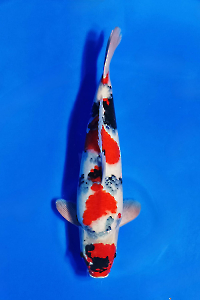 CAR-202511-34-SHOWA-50CM-MALE-OGATAFARM