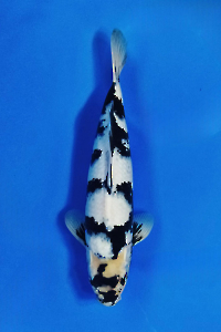 CAR-202511-36-SHIRO-40CM-MALE-OKAWAFARM