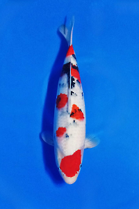 CAR-202511-37-SANKE-45CM-FEMALE-OGATAFARM