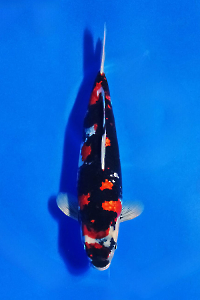 CAR-202511-38-G-SHOWA-50CM-MALE-OGATAFARM