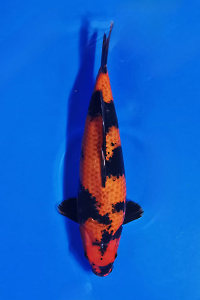 CAR-202511-39-KAGEHIUTSURI-50CM-FEMALE-OGATAFARM