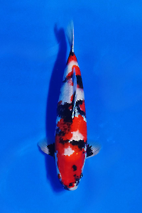 CAR-202511-40-SHOWA-40CM-FEMALE-OGATAFARM