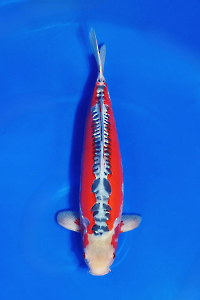 CAR-202511-41-SHUSUI-57CM-MALE-OGATAFARM