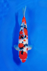 CAR-202511-42-SANKE-40CM-MALE-OGATAFARM