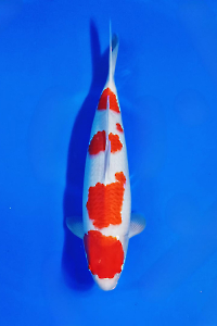 CAR-202511-43-KOHAKU-52CM-FEMALE-OGATAFARM