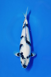 CAR-202511-44-SHIRO-38CM-FEMALE-OGATAFARM