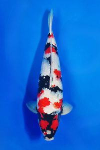 CAR-202511-47-GINRIN-SHOWA-57CM-MALE-OGATAFARM