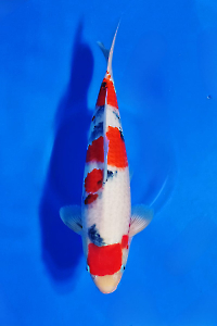 CAR-202511-49-SANKE-40CM-FEMALE-OGATAFARM