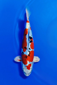 CAR-202511-50-HAESEINISHIKI-41CM-FEMALE-OGATAFARM