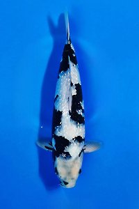 CAR-202511-51-GINRINSHIRO-37CM-FEMALE-OKAWAFARM