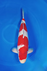 CAR-202511-53-KOHAKU-60CM-FEMALE-MOMOTARO FARM