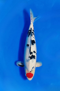 CAR-202511-55-TANCHOSANKE-66CM-MALE-VIETNAM