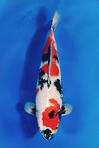 CAR-202512-62-SHOWA-72CM-FEMALE-OGATAFARM