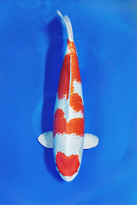 CAR-202512-63-HARIWAKE-68CM-FEMALE-OGATAFARM