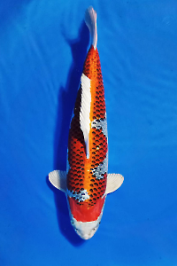 CAR-202512-66-KUJAKU-74CM-FEMALE-OGATAFARM