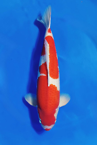 CAR-202512-68-KOHAKU-67CM-FEMALE-VIETNAM