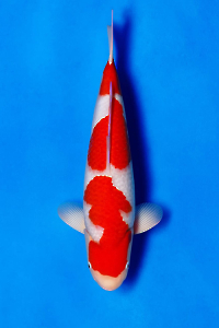 CAR-202512-69-KOHAKU-48CM-MALE-DAININCHI
