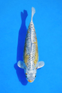 CAR-202512-71-KOGANE-ARAGOKE-72CM-FEMALE-OKAWAFARM