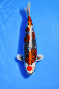 CAR-202512-72-KUJAKU-70CM-FEMALE-OGATAFARM