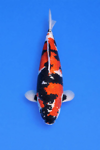 CAR-202512-73-SHOWA-60CM-MALE-OGATAFARM