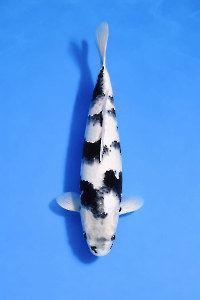 CAR-202512-74-SHIRO-43CM-MALE-OKAWAFARM