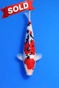 CAR-202512-75-DUITSUSANKE-36CM-MALE-OGATAFARM