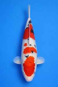 CAR-202512-76-SANKE-38CM-MALE-OGATAFARM